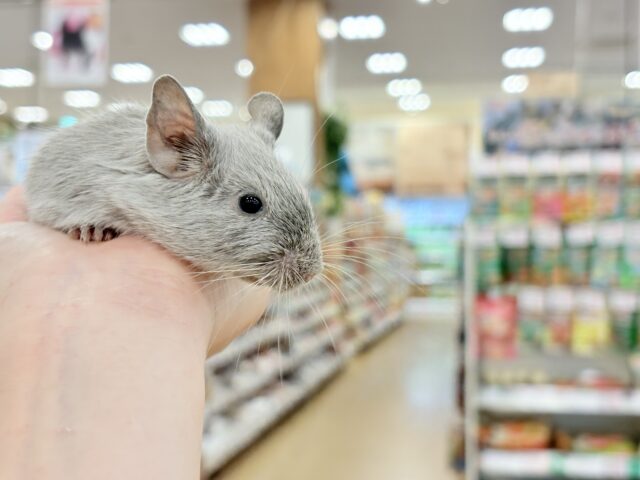 デグー