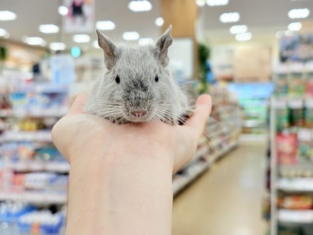 デグー