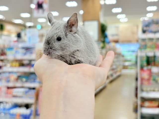 デグー
