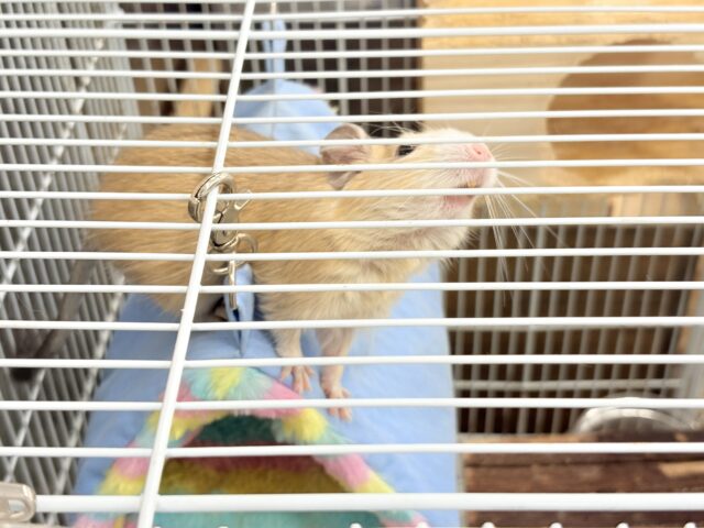 デグー