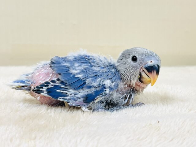 いっぱい食べて大きくなるんだ💙コザクラインコ（バイオレットオパーリン）ヒナ