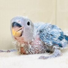 小桜インコ様、専用のpost 小桜インコ様、専用の確認post （鳥専門店 BIRDMORE