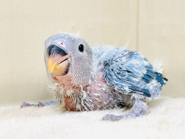 たくさん食べて元気いっぱい🩵コザクラインコ（コバルトオパーリン）ヒナ
