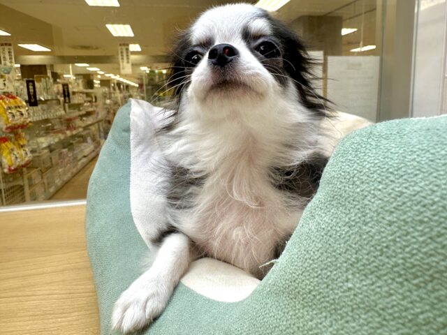 チワワ