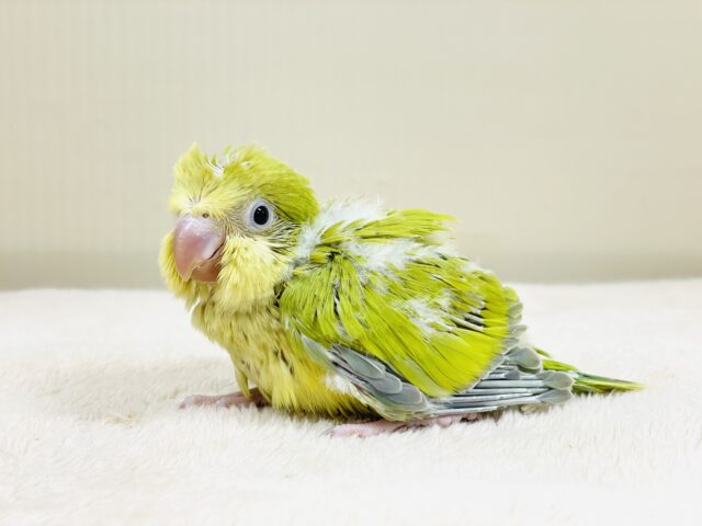 オキナインコ