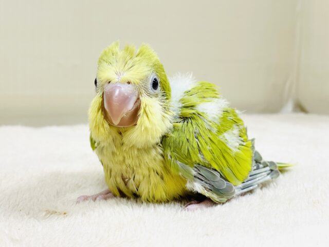 クリっとおめめ✨が可愛いオキナインコ（パリド）ヒナ