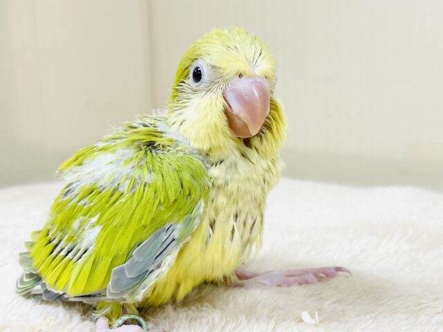 オキナインコ