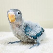 綿毛たっぷりでふわふわ✨ブルーボタンインコ（ヒナ）