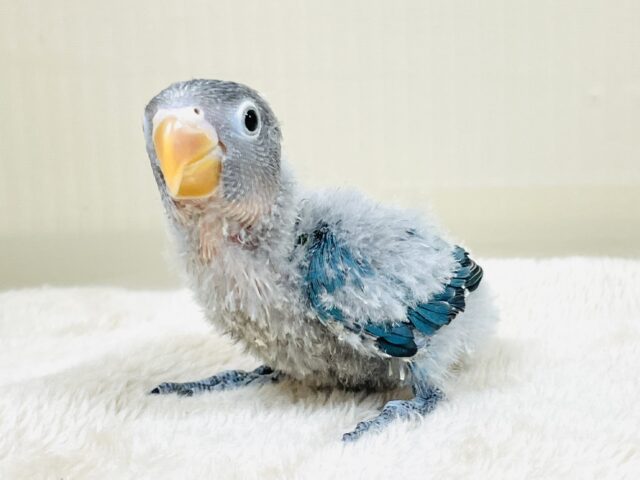 綿毛たっぷりでふわふわ✨ブルーボタンインコ（ヒナ）