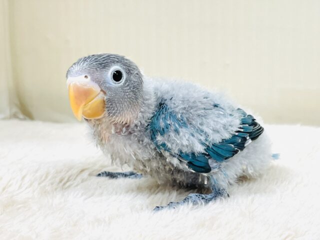 ブルーボタンインコ
