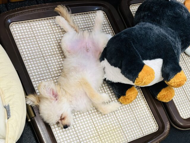 ポメプー