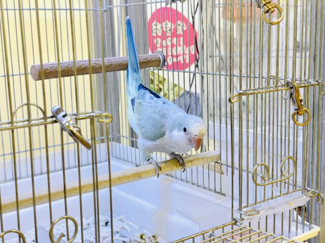 オキナインコ