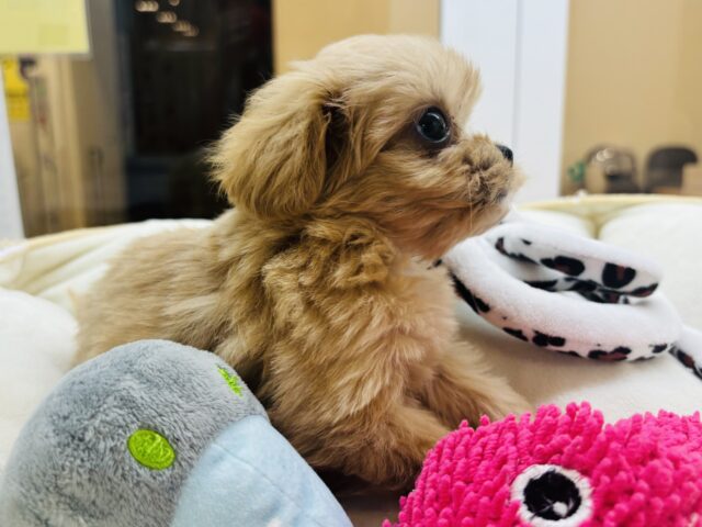 ペキプー