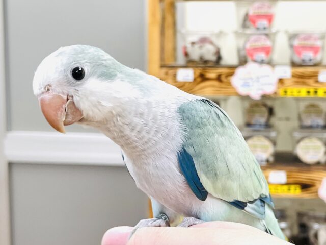 オキナインコ