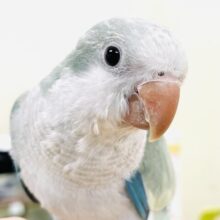 【最新画像】どこから見ても可愛すぎます🩵オキナインコ（アクアブルーオパーリン）ヒナ