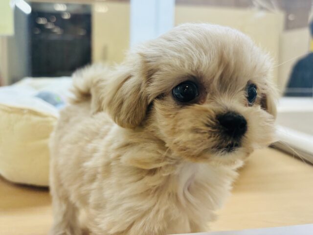 ペキプー