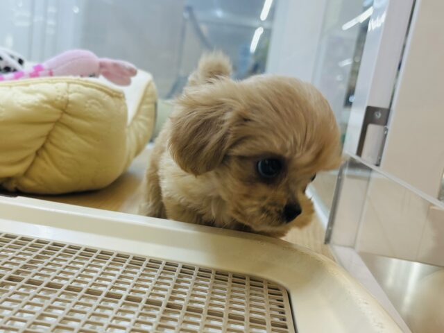 ペキプー