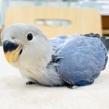 【最新画像】いっぱい食べて大きくなるんだ💙コザクラインコ（バイオレットオパーリン）ヒナ