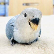 【最新画像】たくさん食べて元気いっぱい🩵コザクラインコ（コバルトオパーリン）ヒナ