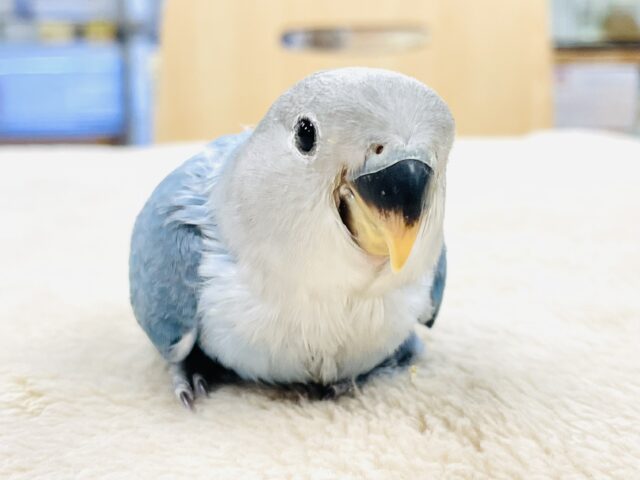 コザクラインコ（小桜インコ） の販売一覧| 千葉県・栃木県