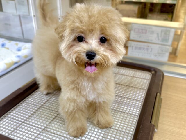 マルプー