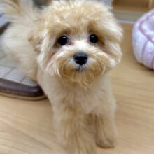 大人気のミックス犬！おっとりマルプーちゃん𐔌ᵔ ܸ>⩊<︎︎ ܸᵔ 𐦯