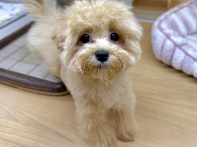 大人気のミックス犬！おっとりマルプーちゃん𐔌ᵔ ܸ>⩊<︎︎ ܸᵔ 𐦯