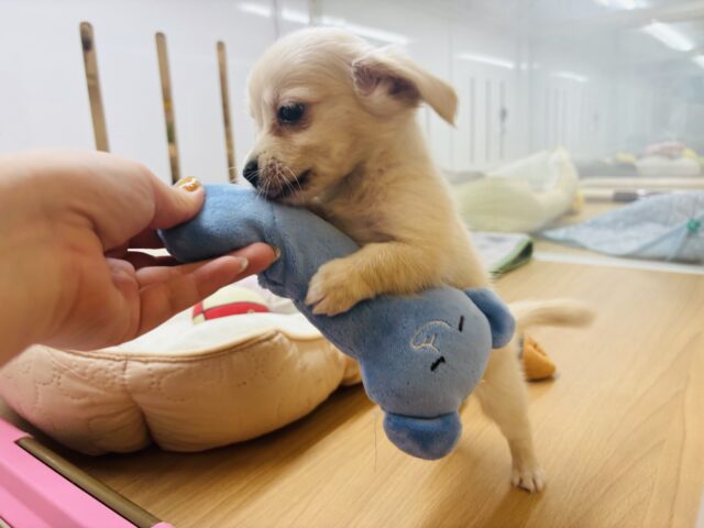 チワックス