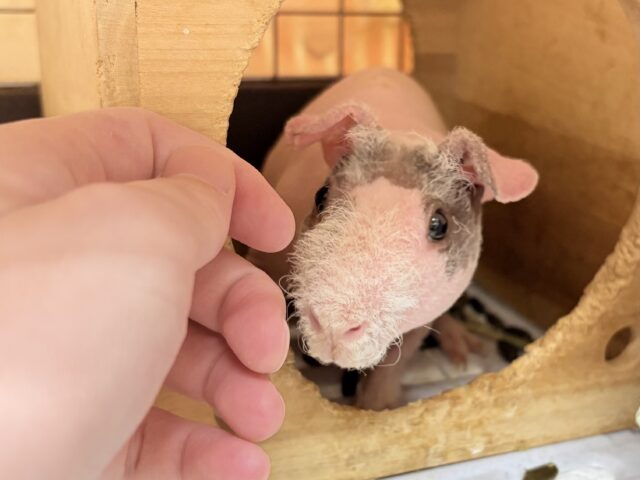 やって来ました‼️スキニーギニアピッグちゃん❣️