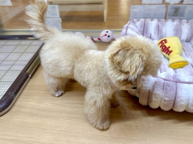 マルプー