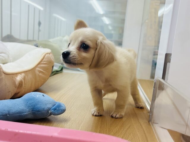 チワックス