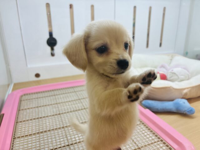チワックス