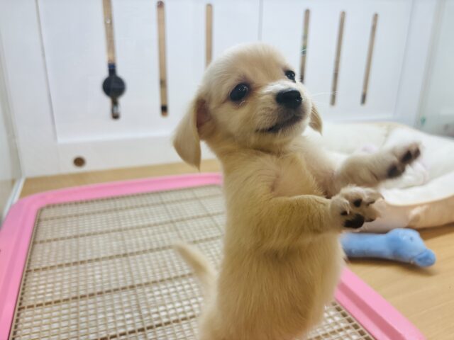 チワックス