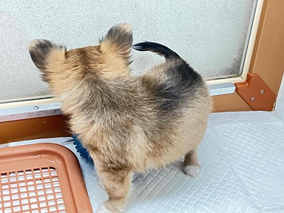 チワワ
