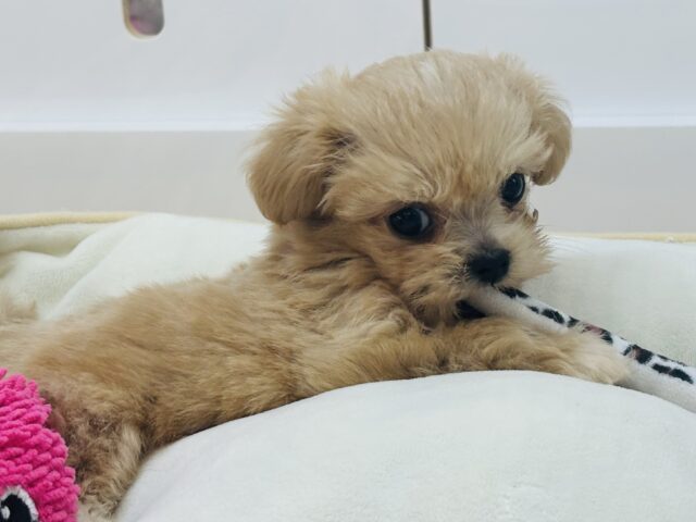ペキプー