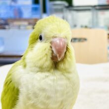 【最新画像】クリっとおめめ✨が可愛いオキナインコ（パリド）ヒナ