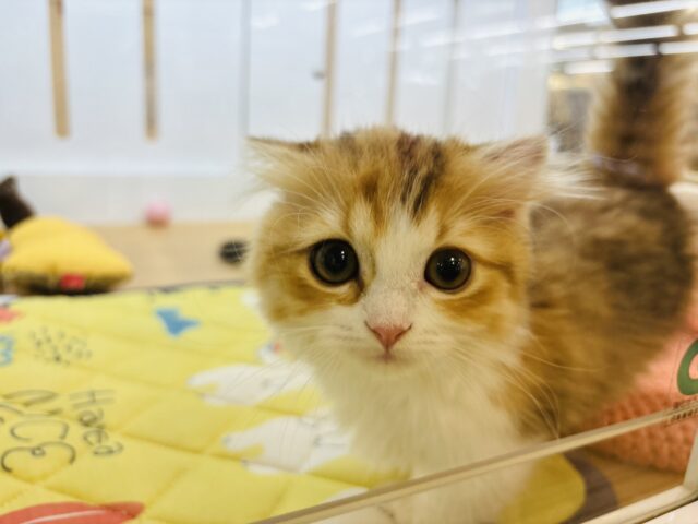 マンチカン