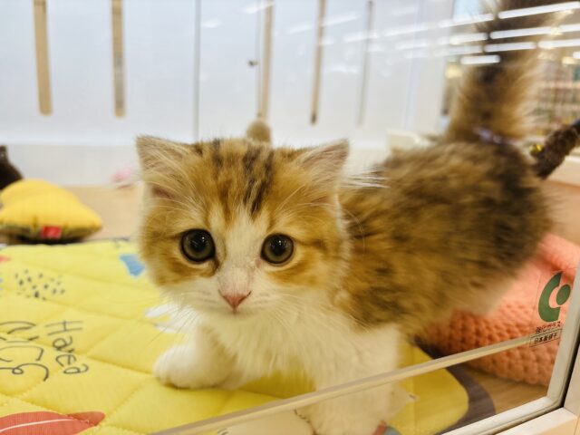 マンチカン