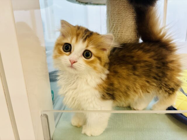 マンチカン
