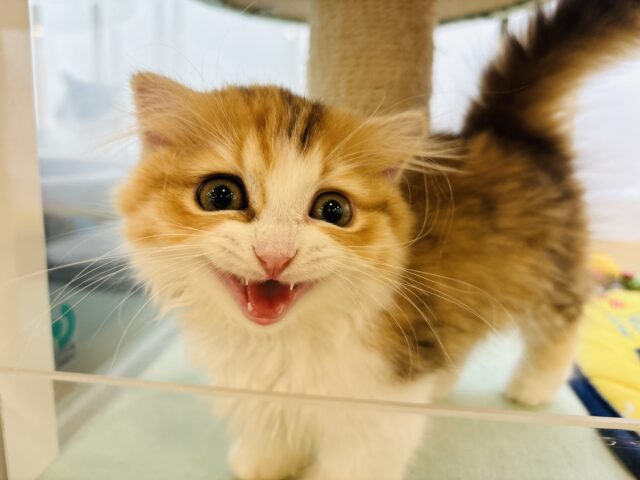 マンチカン