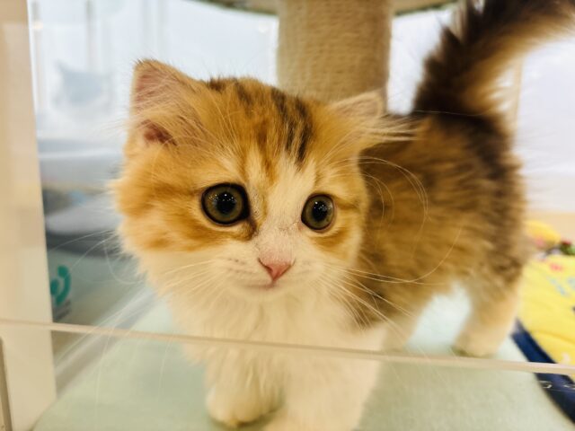 マンチカン