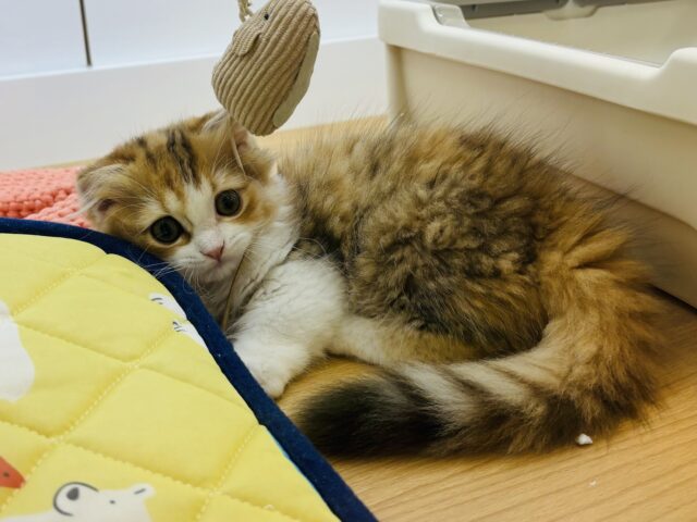 マンチカン