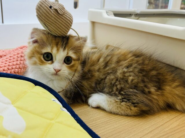マンチカン
