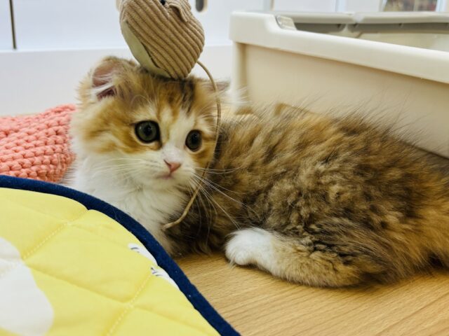 マンチカン