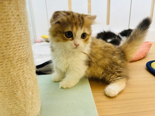 マンチカン