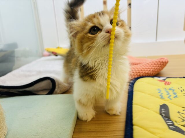 マンチカン