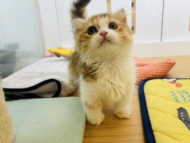 マンチカン