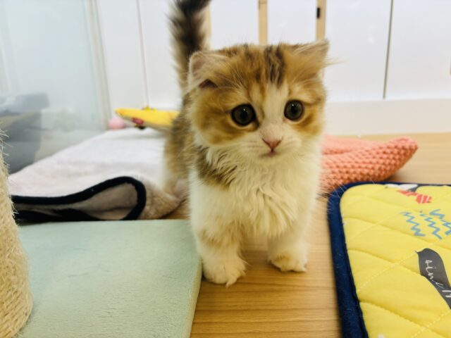 マンチカン