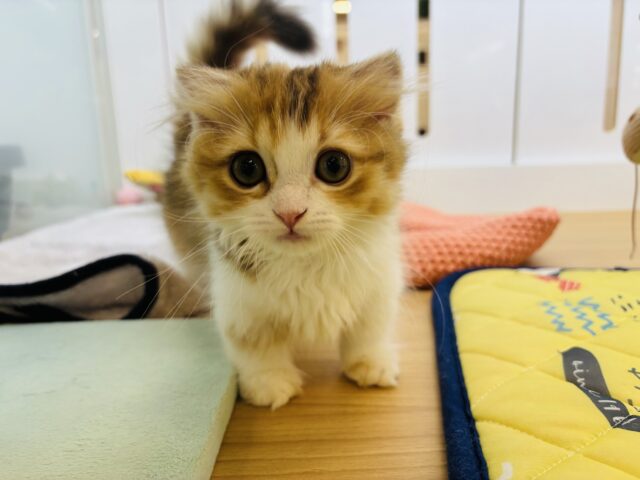 マンチカン
