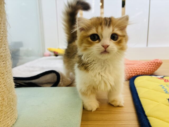 マンチカン